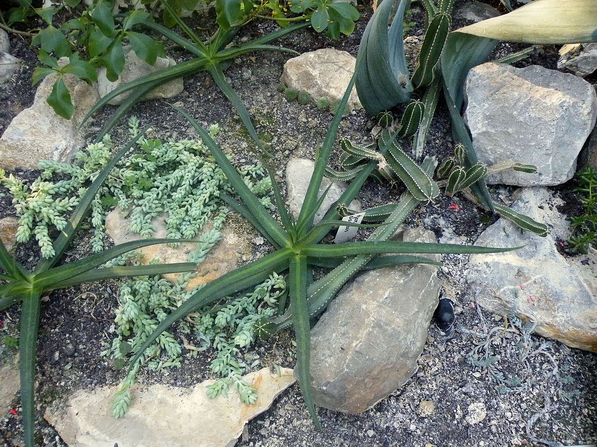Nizanda agave