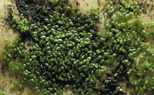 Brazilian watermeal