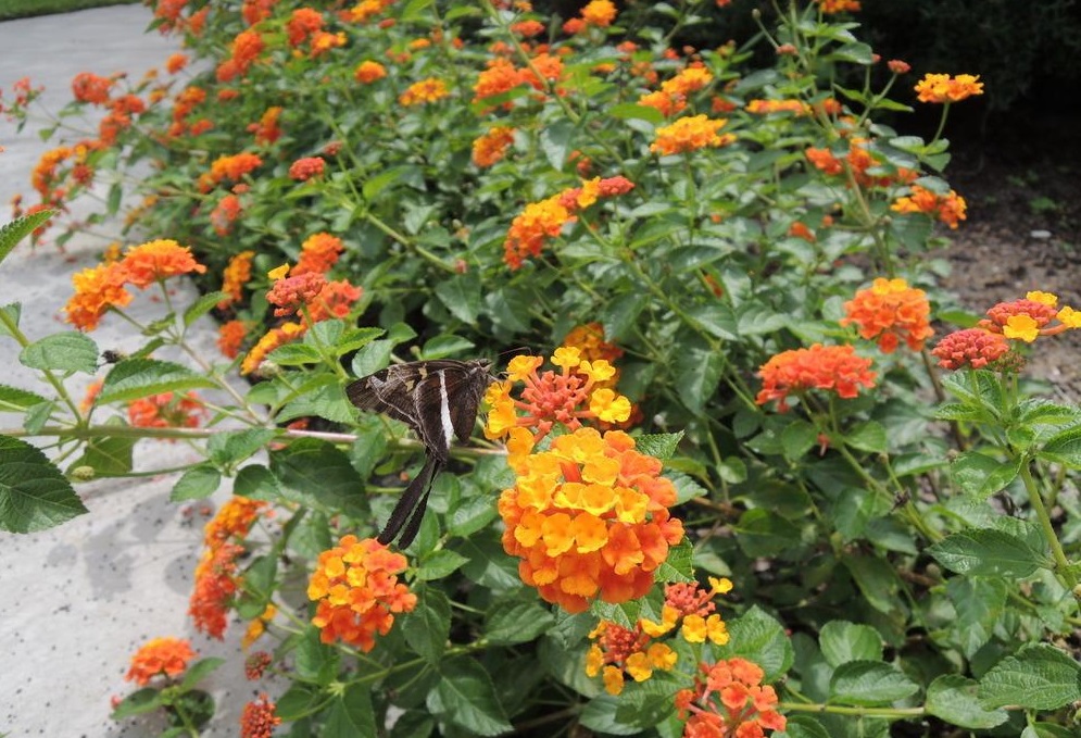 Shrub verbena