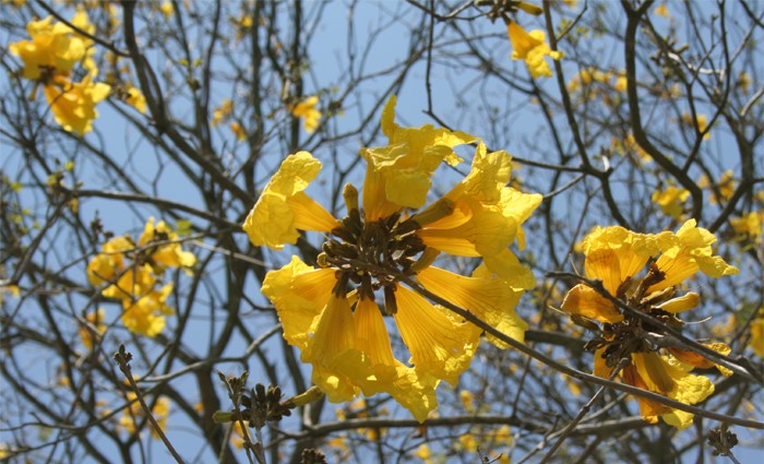 Yellow poui