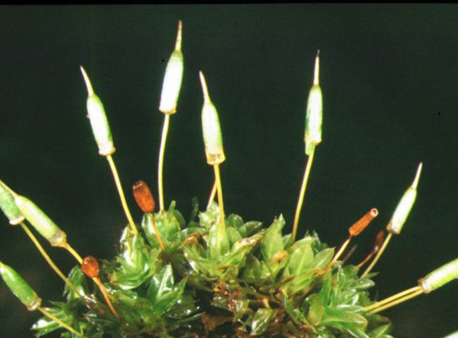 Common extinguisher moss
