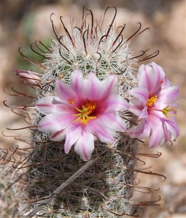 Graham's nipple cactus