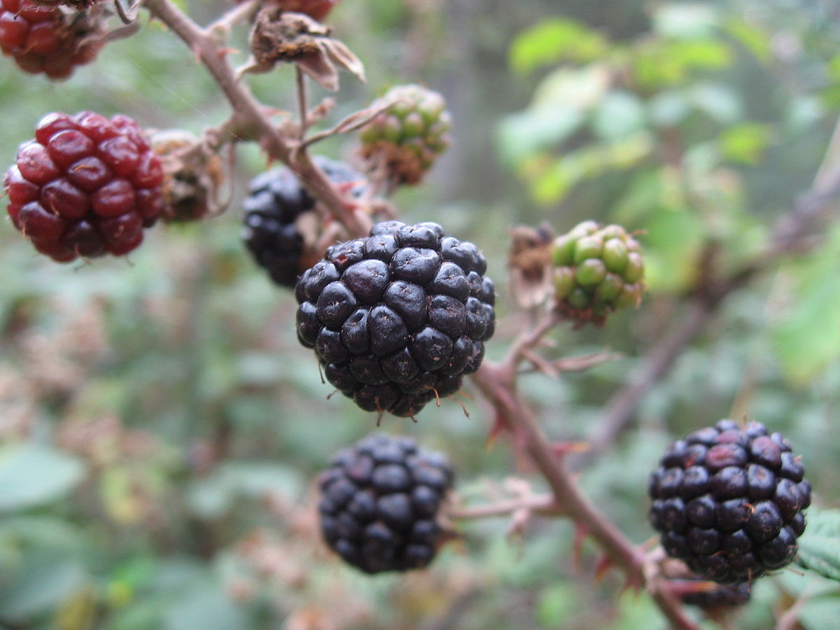 Elmleaf blackberry