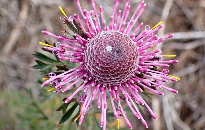 So pflegen Sie Mountain drumsticks - Vollständige Pflegeanleitung | PlantSnap - Plantsnap