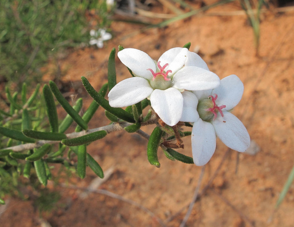Bowman's pseudanthus