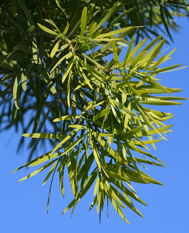 Sickle-leaved yellowwood