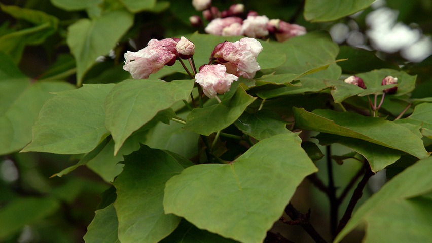 Chinese catalpa