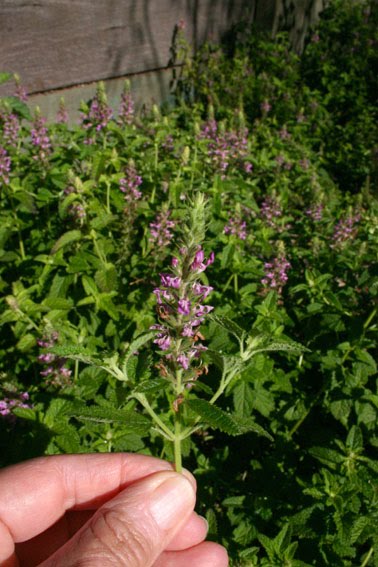 Forest germander