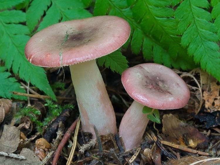 Slender brittlegill