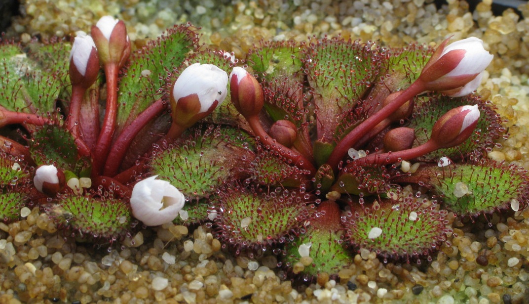 Lowrie's sundew