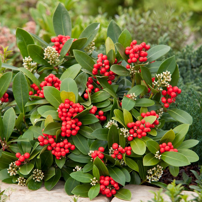 Japanese skimmia