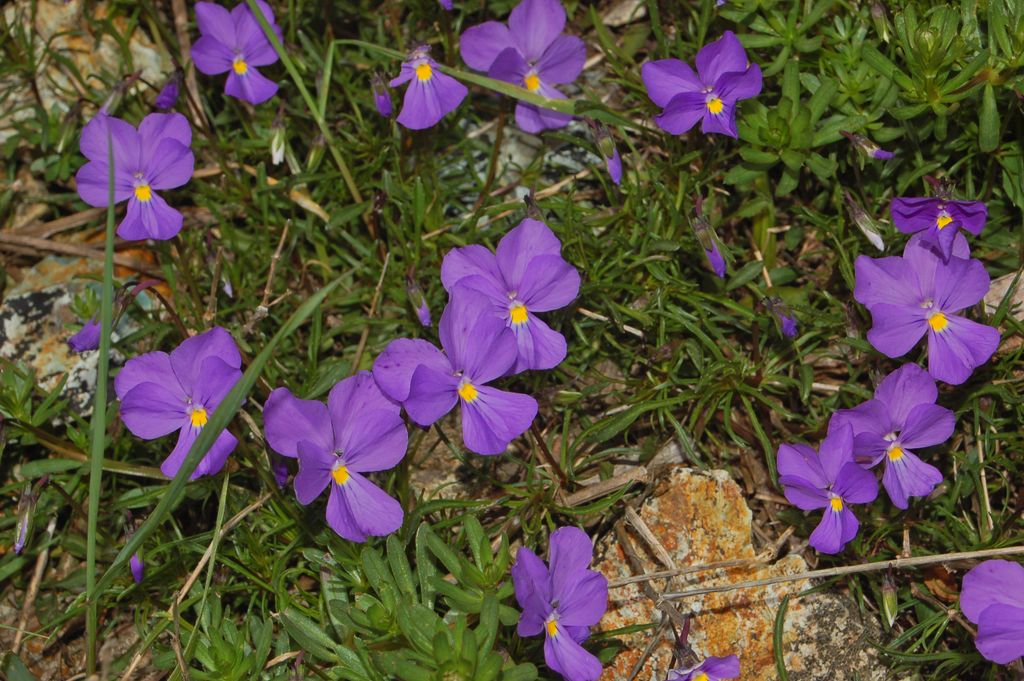 Bertoloni's violet