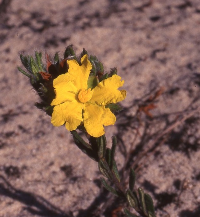 Woolly guinea-flower