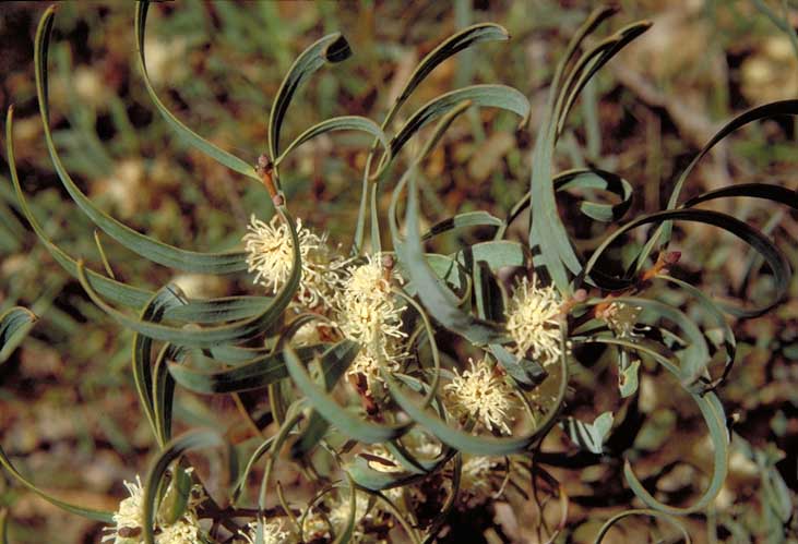 Narrow-fruit hakea