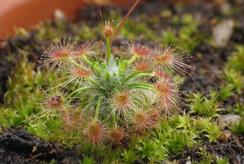 Stalked sundew