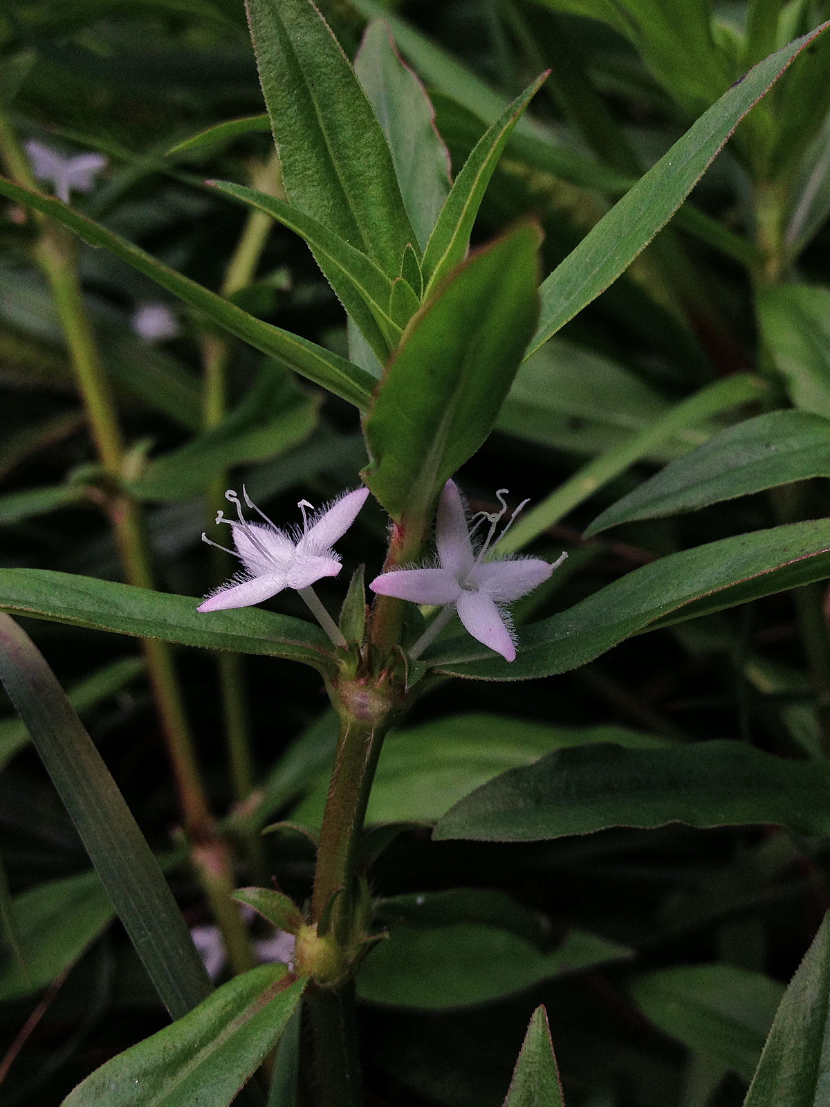How to care for Panicled buttonweed - Complete Plant Care Guide ...