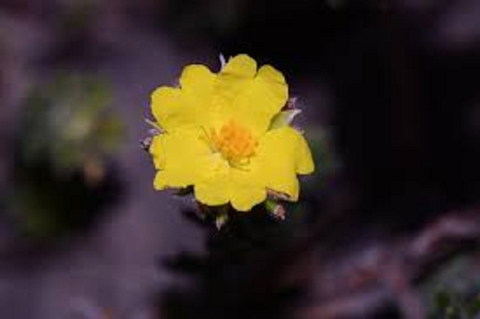 Orange guinea flower