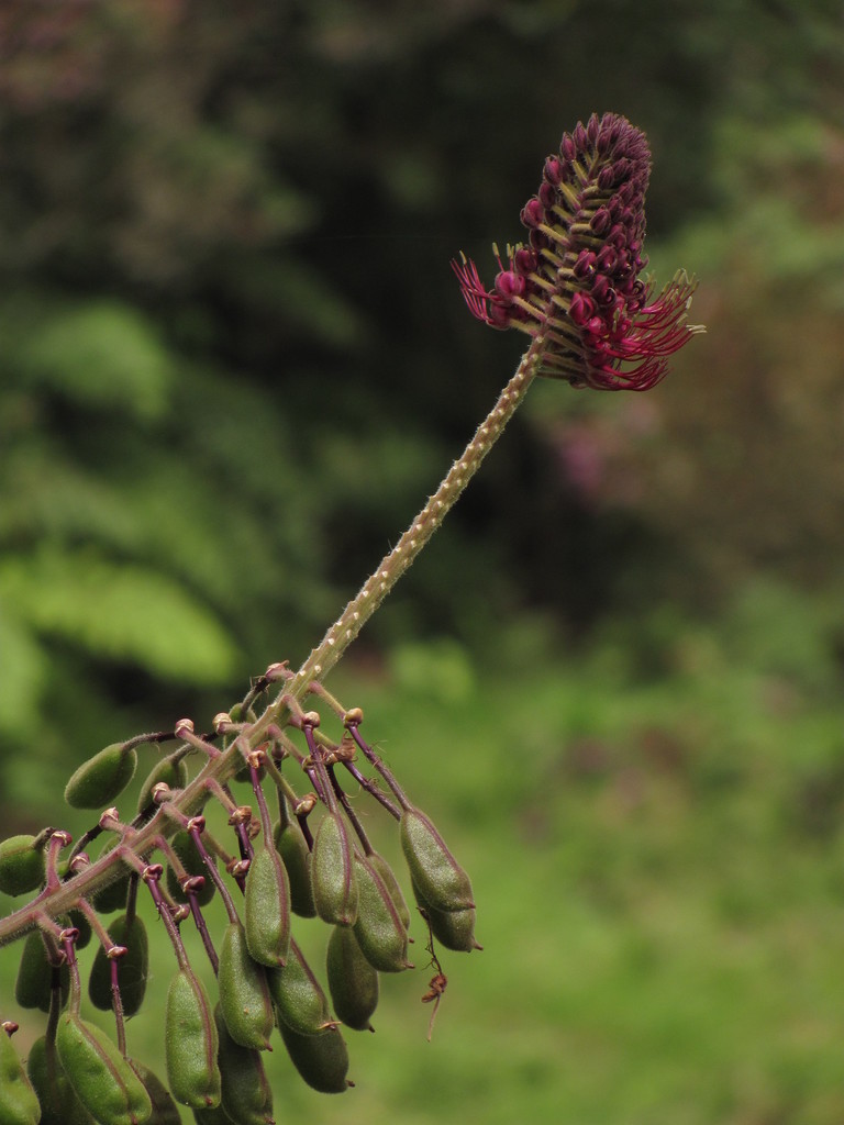 Dense-flowered poddrogyne