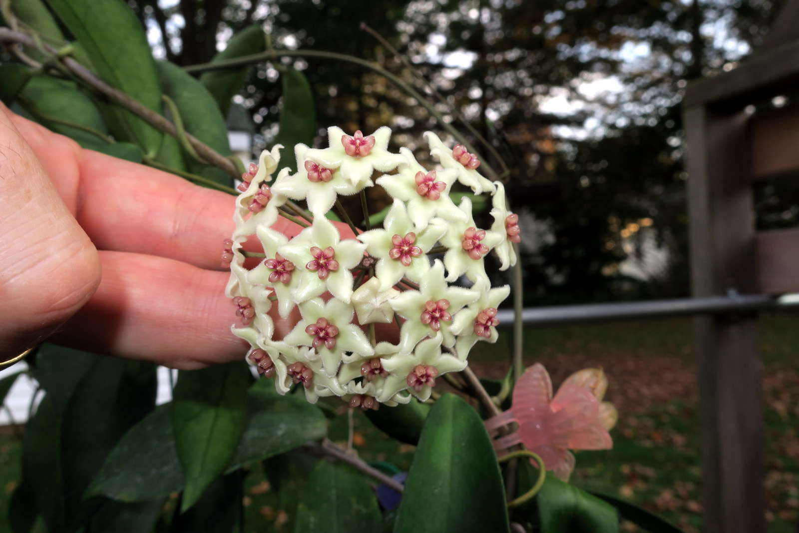 Hoya (Hoya oblongacutifolia) - Image 1 of 10