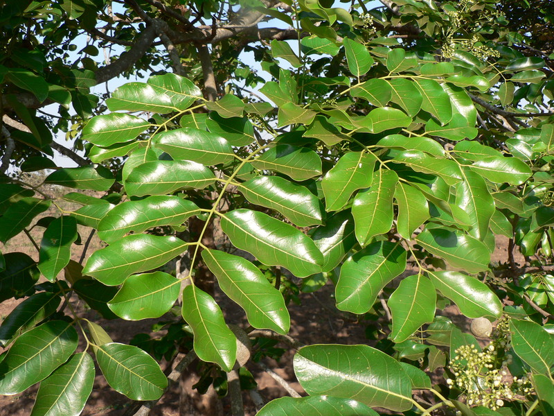 Red mahogany