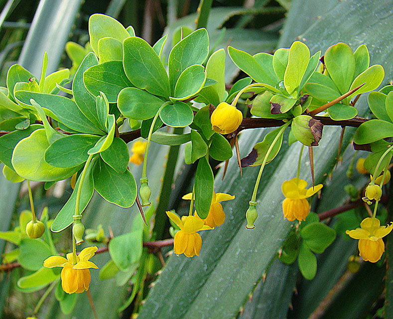 Roundleaf barberry