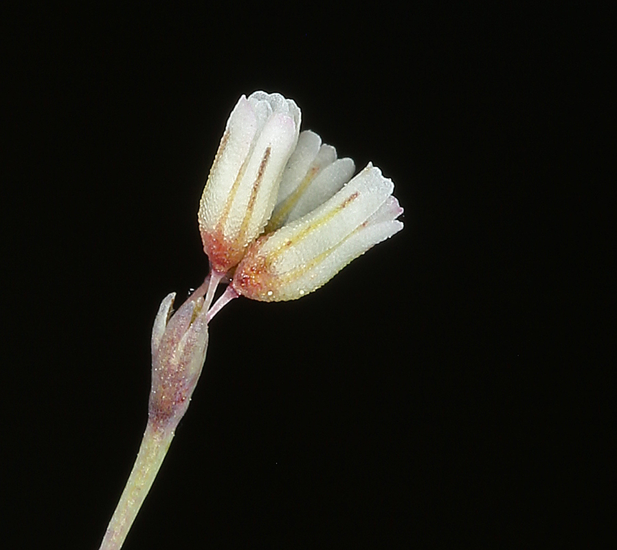 Esmeralda buckwheat