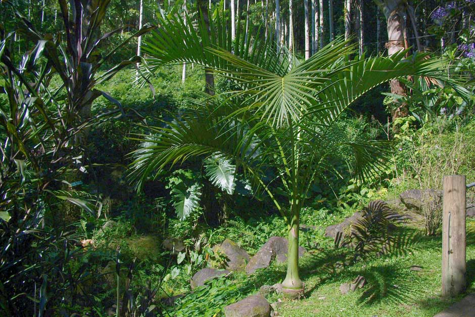 Big-seed palm