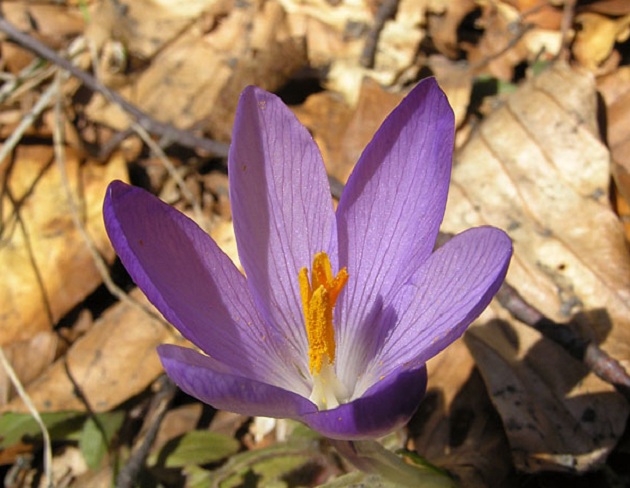 Velouchi crocus