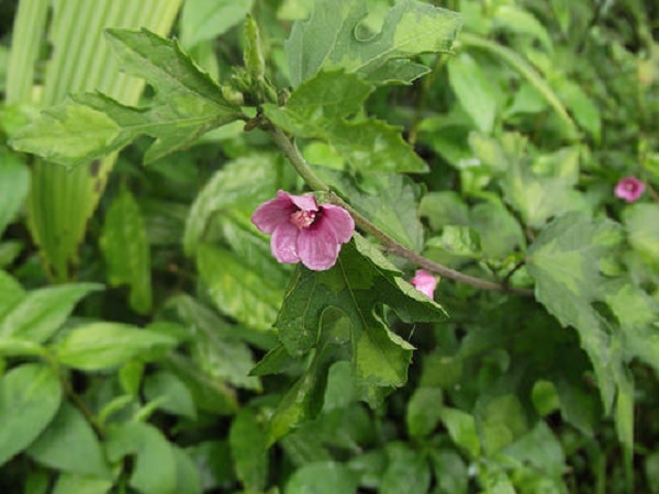 Creeping burr mallow