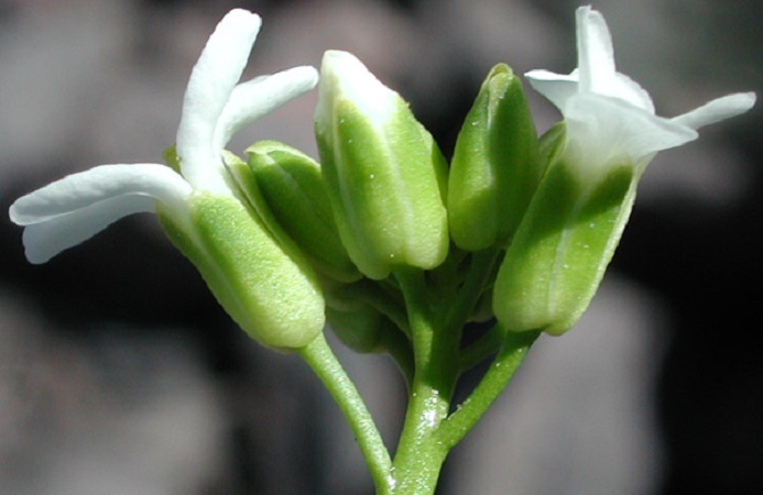 Forked rockcressの育て方 - 完全お手入れガイド | PlantSnap