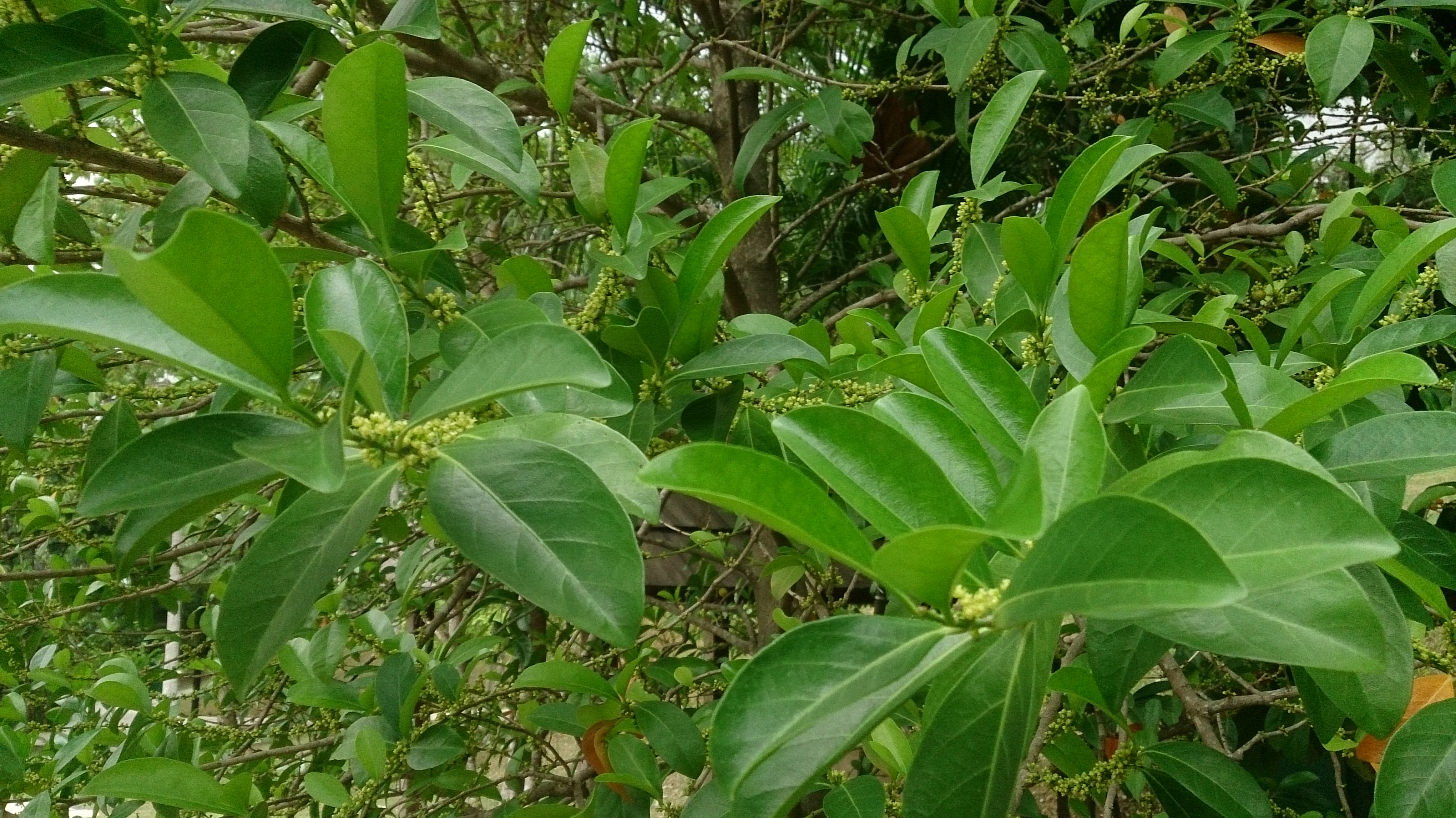 False lime