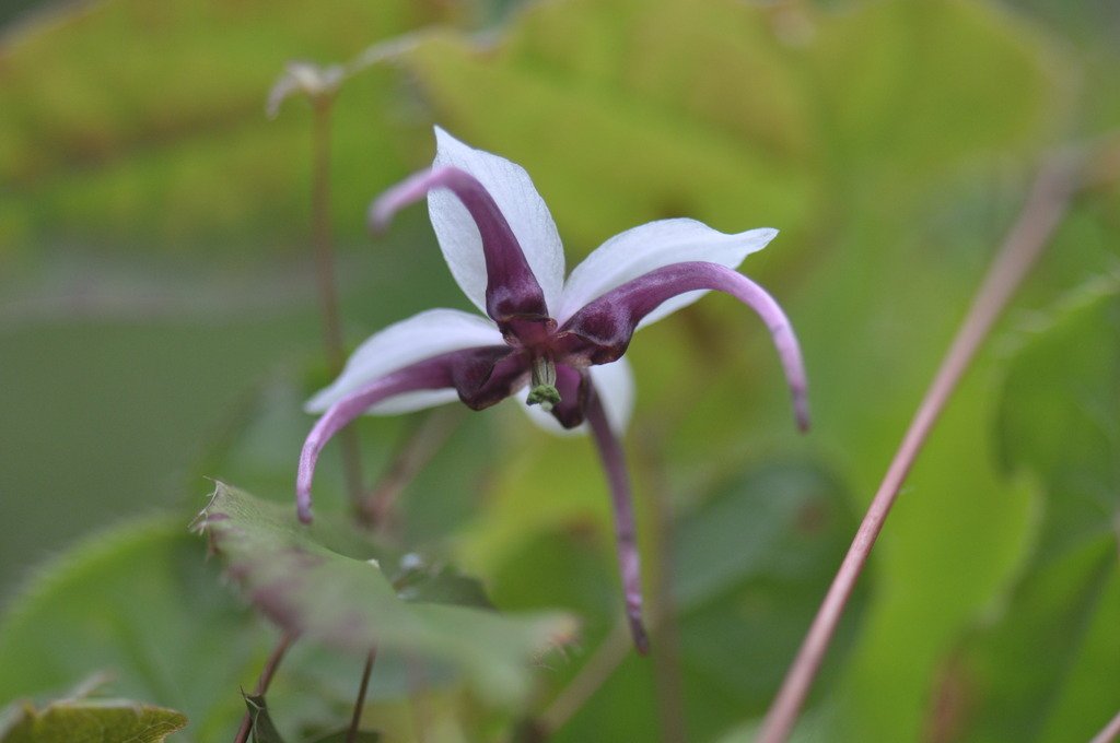 Barrenwort