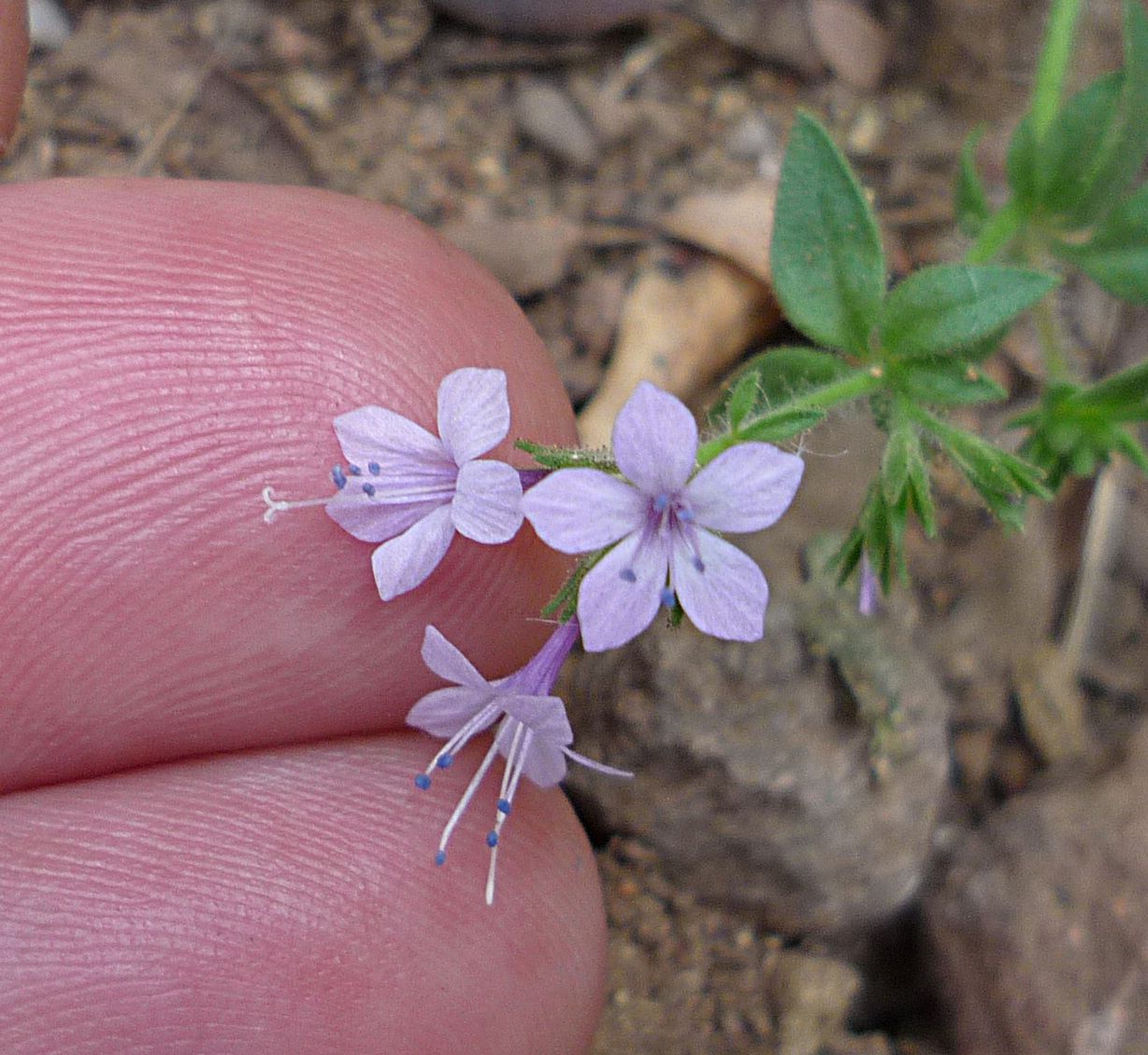 Dense false gilia