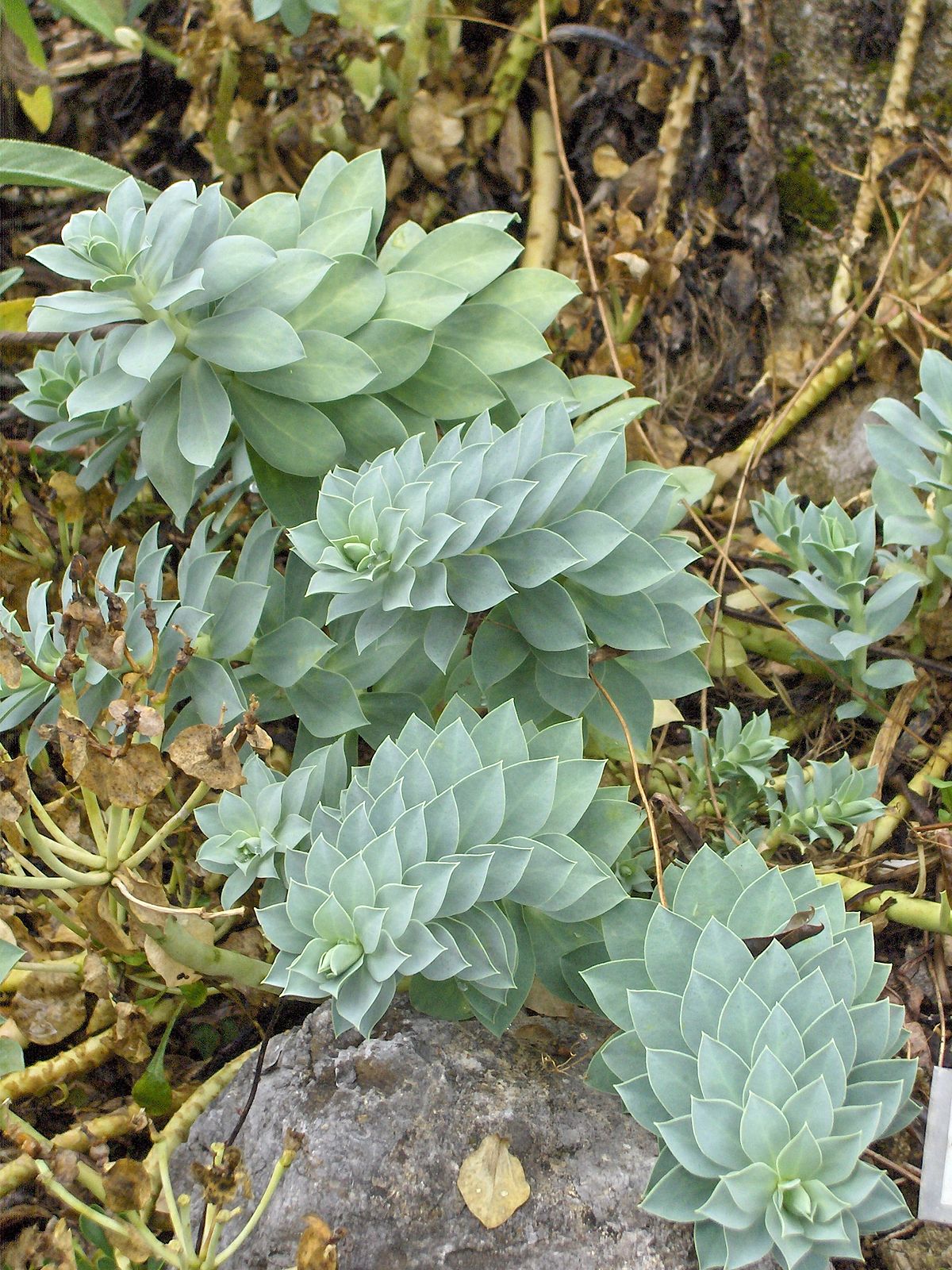 Myrtle spurge