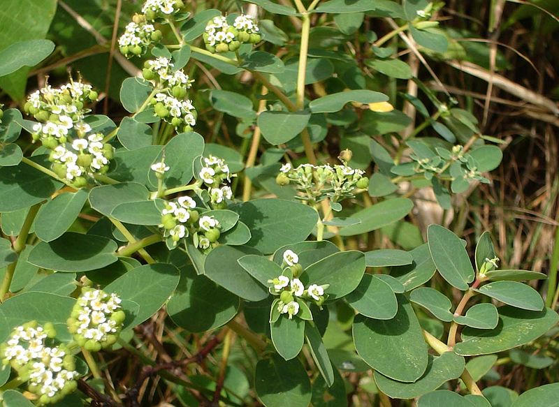 Bifid spurge