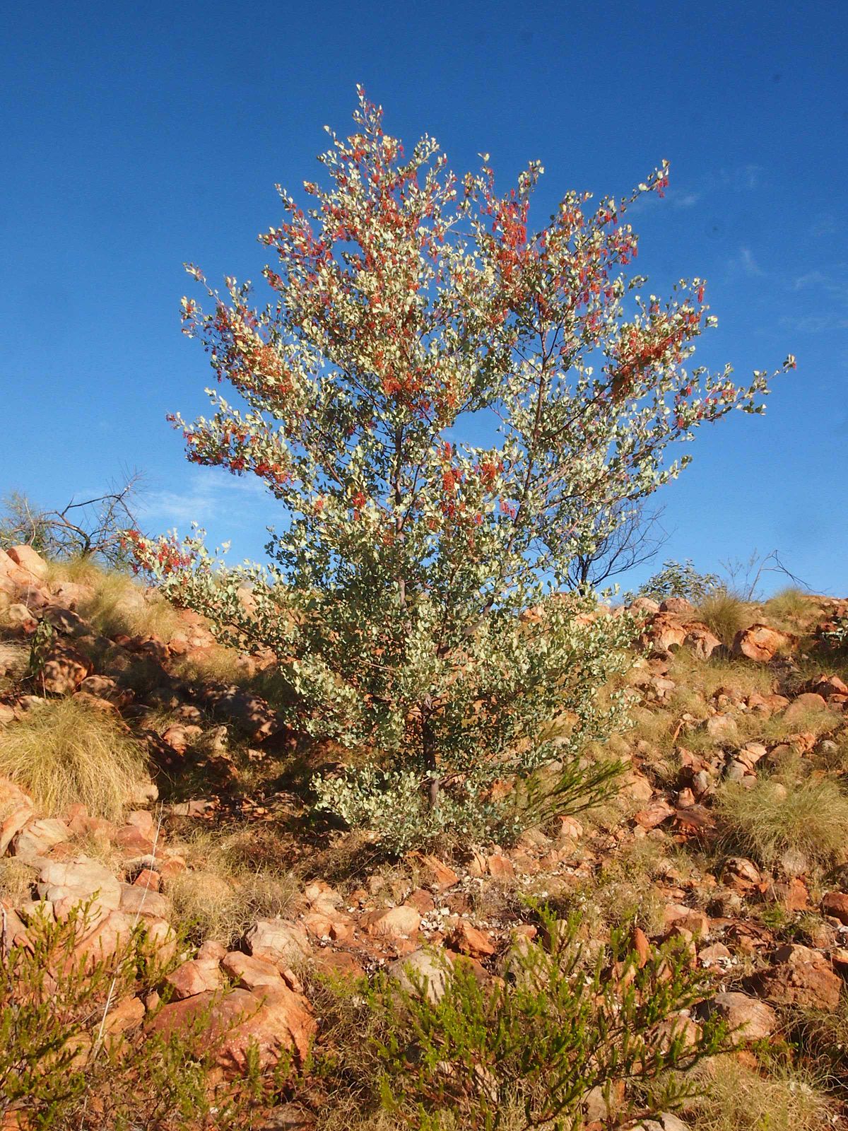 Holly-leaf grevillea