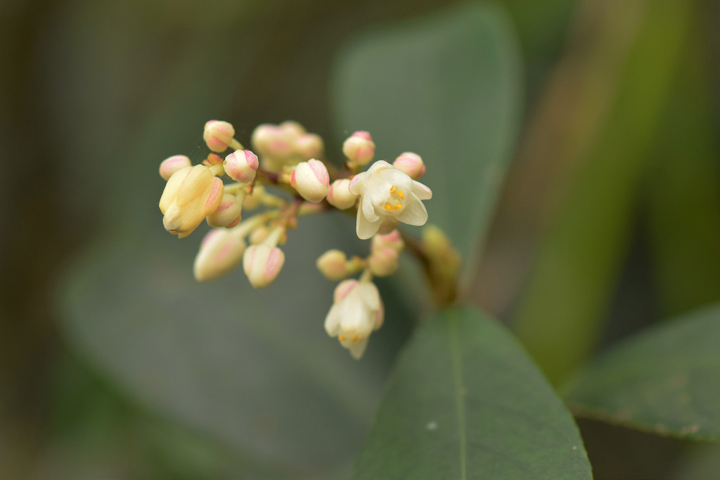 Bladdernut