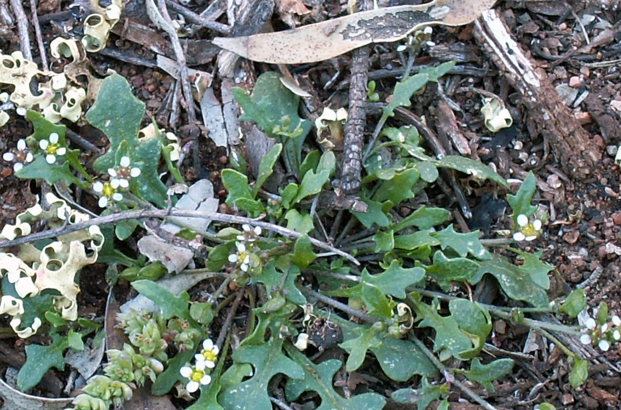 Plantsnap Identify Plants, Trees, Mushrooms With An App