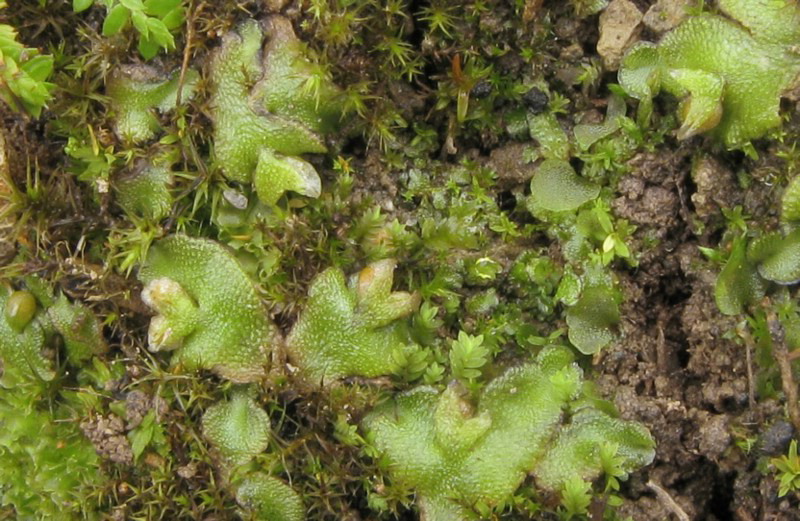 Himalayan liverwort