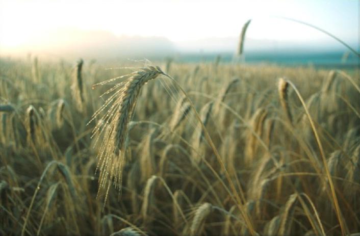Rye