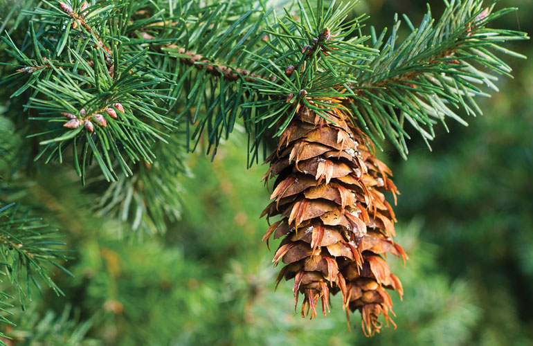 Douglas fir