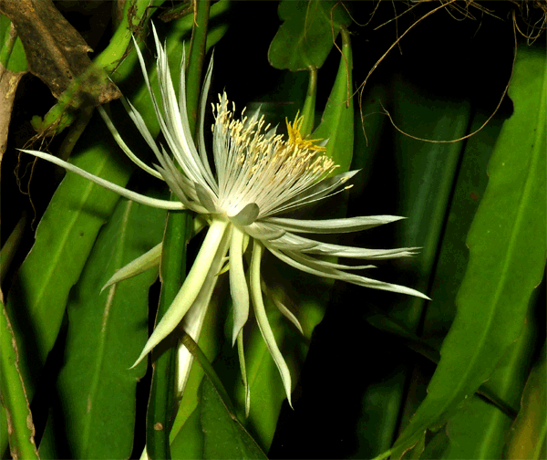 Climbing cactus - Plantsnap - Identify Plants, Trees, Mushrooms With An App