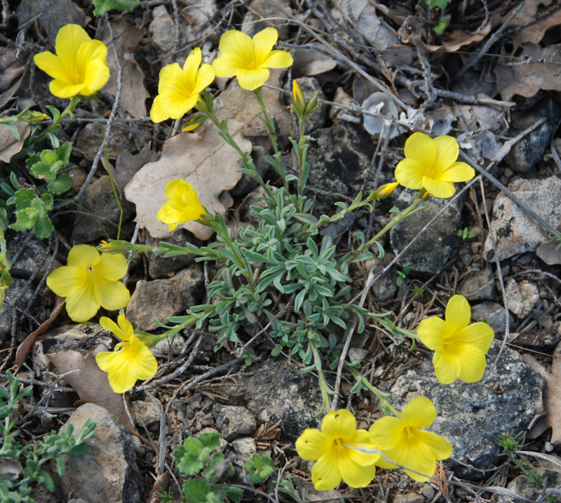 Pallas' flax