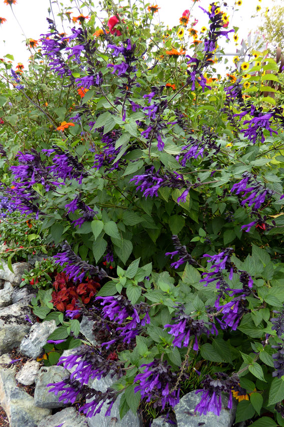 Friendship sage