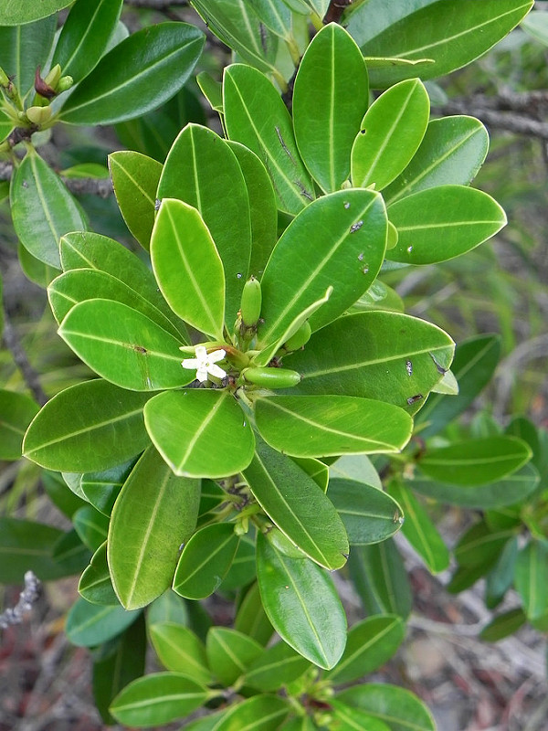New caledonian coca tree