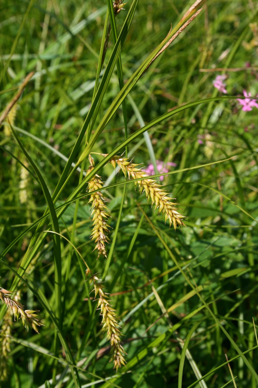 Blister sedge