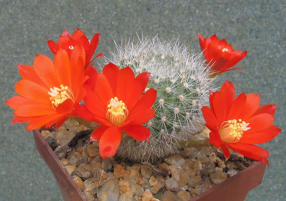 Orange crown cactus - Plantsnap - Identify Plants, Trees, Mushrooms With An  App