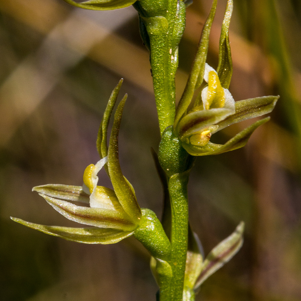 Pale leek orchid