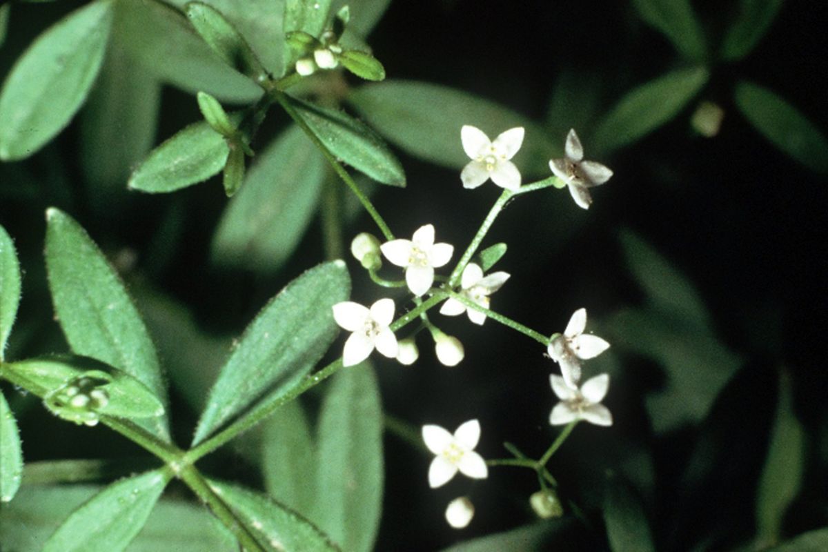 Bluntleaf bedstraw