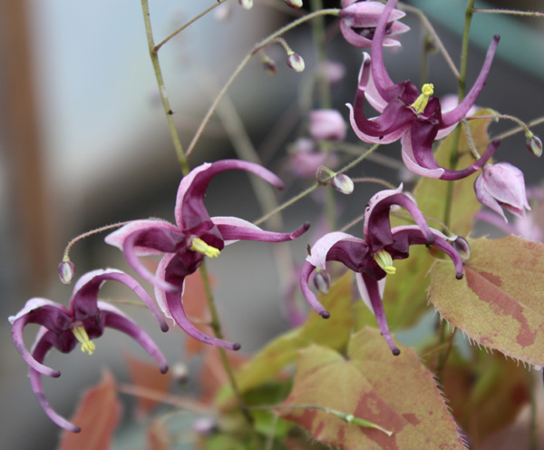 Acute barrenwort